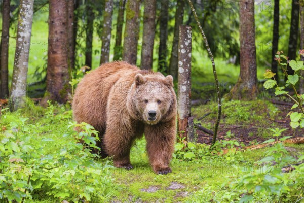 An adult female Eurasian brown bear (Ursus arctos arctos) leaves a forest. Green vegetation around her
