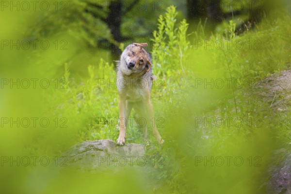 A female Eurasian gray wolf (Canis lupus lupus) stands, framed by leaves, on a hill