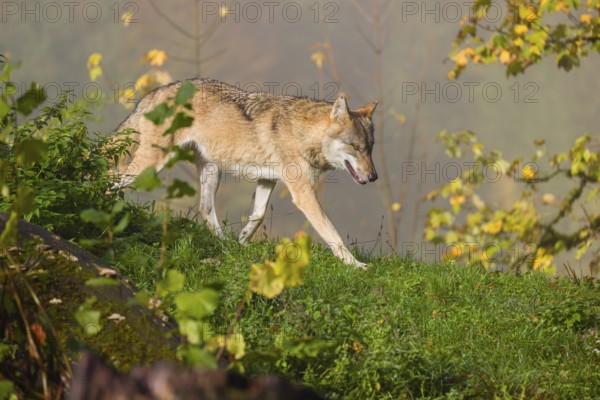 A Eurasian gray wolf (Canis lupus lupus) runs on a foggy day across a green meadow in hilly terrain. Colorful autumn leaves can be seen in the background