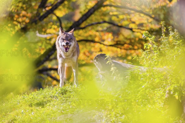 A Eurasian gray wolf (Canis lupus lupus) stands, framed by leaves, on a hill between rocks and rotting tree trunks. Behind it lies a forest in intense autumn colors
