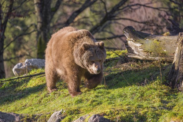 An adult female brown bear (Ursus arctos arctos) walks through hilly terrain with trees and rocks