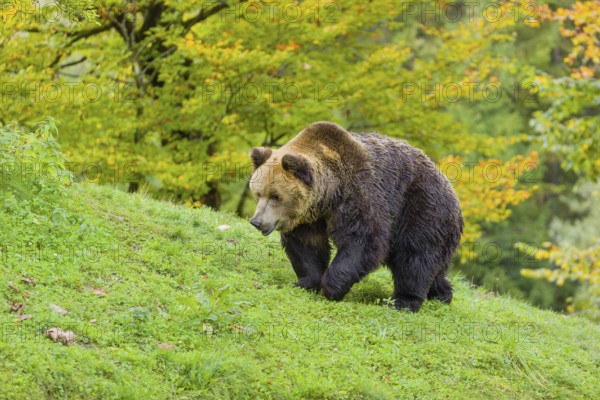 One eurasian brown bear (Ursus arctos arctos) walks over a rim on hilly ground. A forest in autumnal colours is the background
