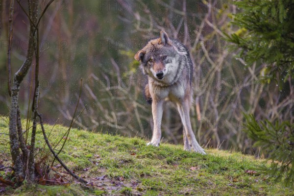 A male eurasian gray wolf (Canis lupus lupus) stands on a meadow on a hill and shakes off the rain of its fur