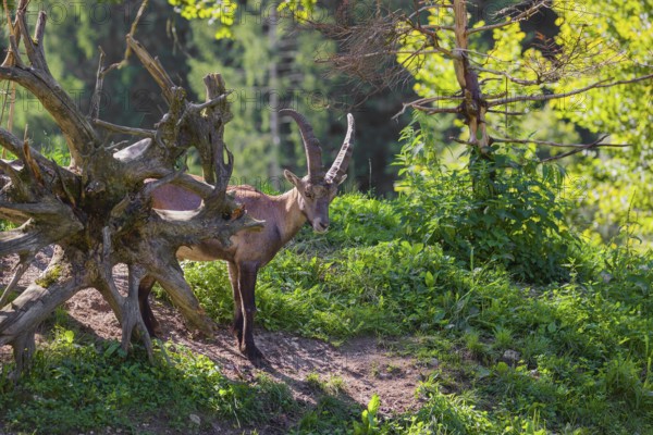 A male ibex (Capra ibex) stands on a hill at the edge of the forest in soft backlighting. A forest with fresh green leaves can be seen behind him