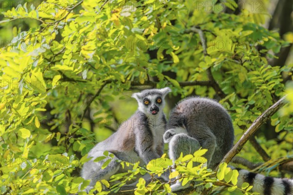 Two ring-tailed lemurs (Lemur catta) sit high up in a tree on a branch between fresh green leaves and play with each other or preen themselves or look around