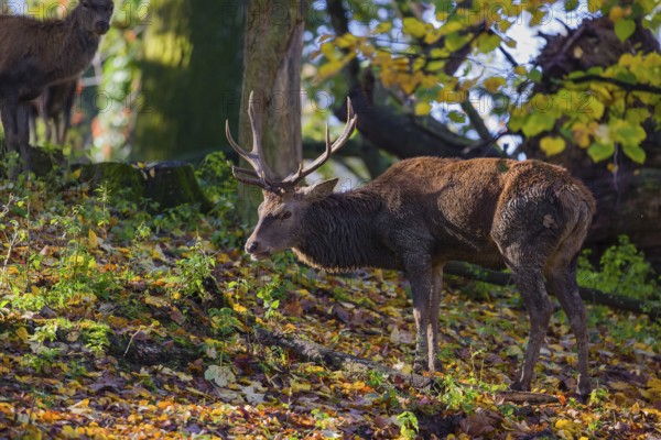 A Red Deer stag (Cervus elaphus) stands in a forest