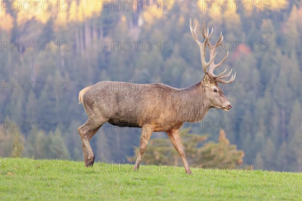 A red deer stag (Cervus elaphus) runs across a meadow in the shadow of the beautiful morning light that hits the autumnal forest in the background