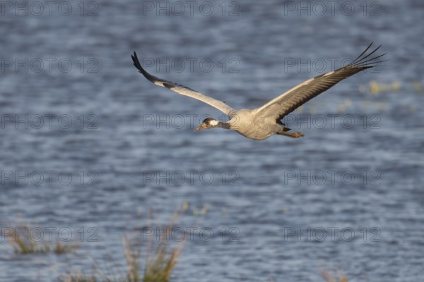 Crane (Grus grus), Hornborgorsjön, Sweden, Europe