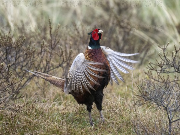Pheasant (Phasianus colchicus) adult male or cock, flapping its wings in courtship display, island of Texel, Holland