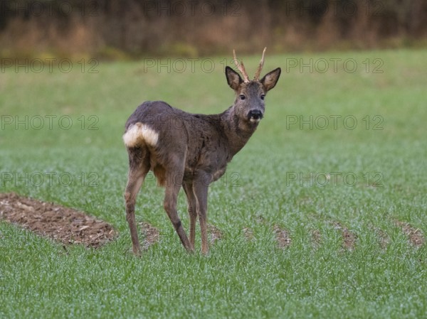 Roe Deer (Capreolus capreolus), standing alert on meadow with bast free horns, county Hessen, Germany, Europe