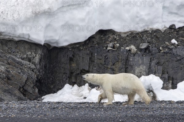 Lone polar bear (Ursus maritimus) walking on shingle beach under sea cliff along the Svalbard coast in summer, Spitsbergen, Norway, Europe