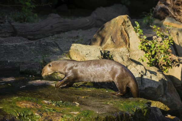 One giant otter or giant river otter (Pteronura brasiliensis) stands on a mossy rock at a little cascade