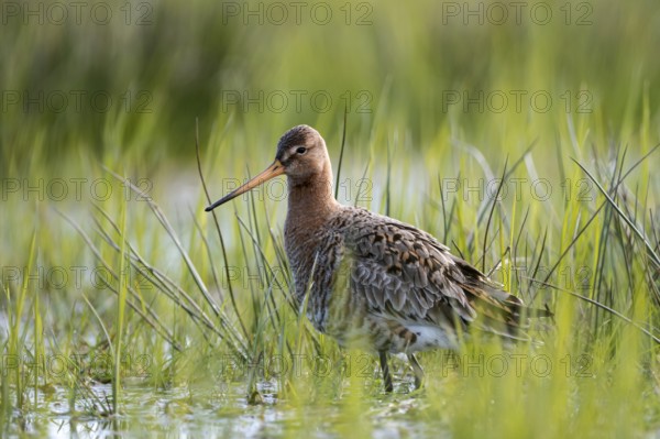 Black-tailed godwit (Limosa limosa), in a wet meadow, backlit, Ochsenmoor, Dümmer, Lemförde, Lower Saxony, Germany, Europe