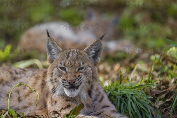 Portrait of a young Eurasian lynx (Lynx lynx) lying on the forest floor