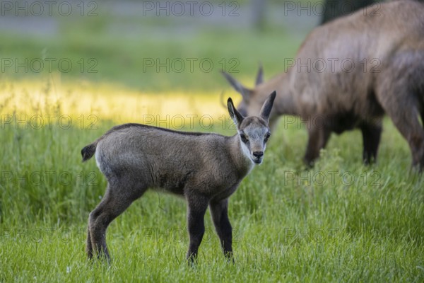 One young Chamois (Rupicapra rupicapra) standing on a fresh green meadow