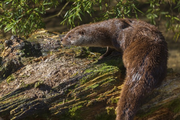 One Eurasian otter (Lutra lutra), rests on a log lying in the water