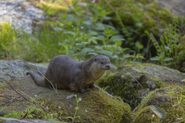 One Eurasian otter (Lutra lutra), resting on a mossy rock. Green vegetation and rocks around him