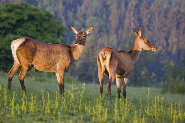 Two Altai maral hinds, Altai wapiti or Altai elk (Cervus canadensis sibiricus) stand in a meadow in the very first light of the day