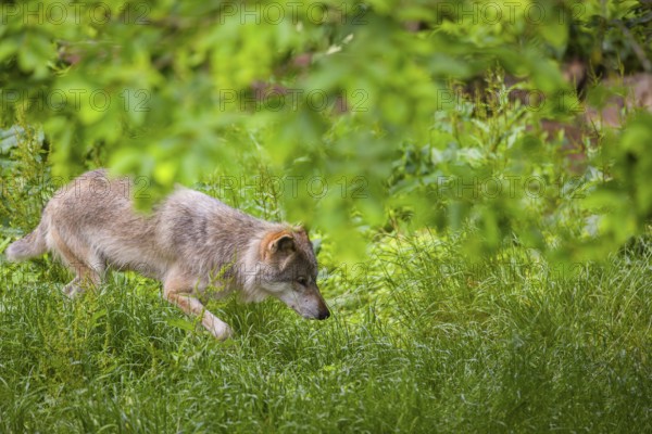 An adult male gray wolf (Canis lupus lupus) runs across a green meadow in hilly terrain