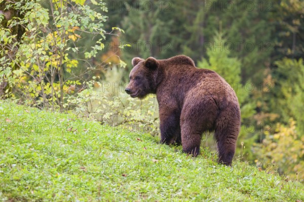 A young male Eurasian brown bear (Ursus arctos arctos) walks across a meadow along autumnal colored vegetation