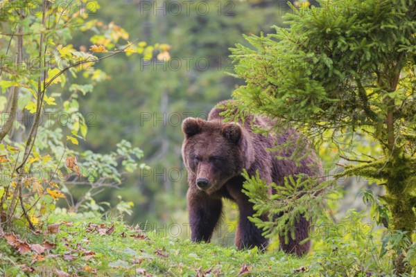 A young male Eurasian brown bear (Ursus arctos arctos) sits on a meadow between bushes