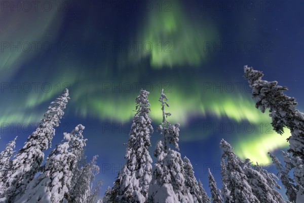 Northern lights, Aurora borealis over snow covered spruce trees on the taiga in winter at night, Riisitunturi National Park, Posio, Lapland, Finland, Europe