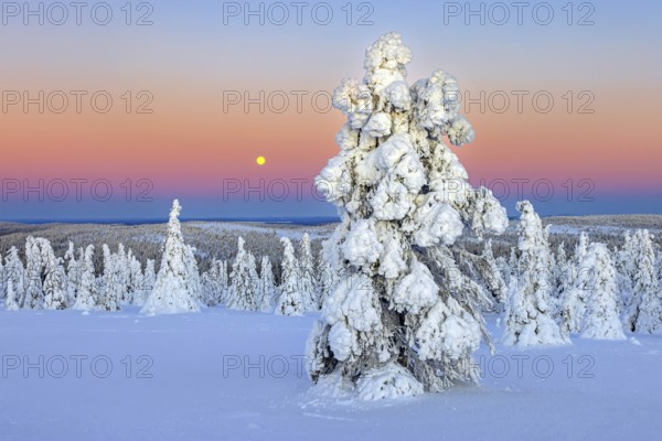 Tykky forest, snow covered spruce trees on the taiga at sunrise in winter, Riisitunturi National Park, Finnish Lapland, Posio, Koillismaa, Finland, Europe