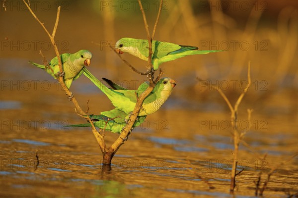 Monk parakeet (Myiopsitta monachus) Pantanal Brazil