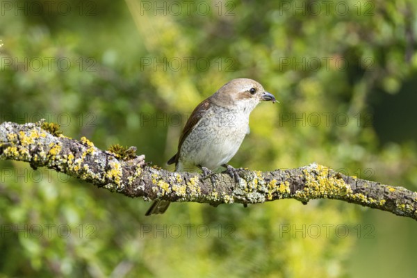 Red-backed shrike (Lanius collurio) wbl Germany