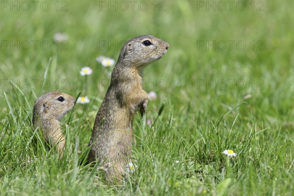 European ground squirrel (Spermophilus citellus) looking out of its burrow with curiosity and interest, pair of animals, Lake Neusiedl National Park, Burgenland, Austria, Europe