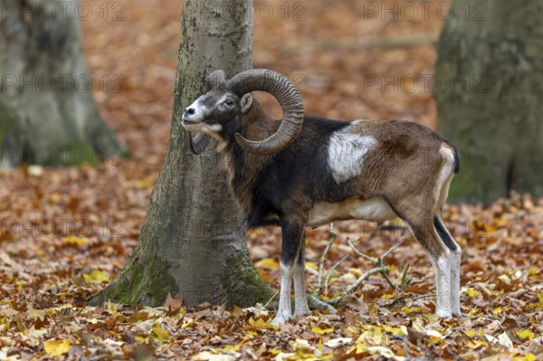 European mouflon (Ovis aries musimon, Ovis gmelini musimon) ram, male with big horns in forest during the rut in autumn, fall