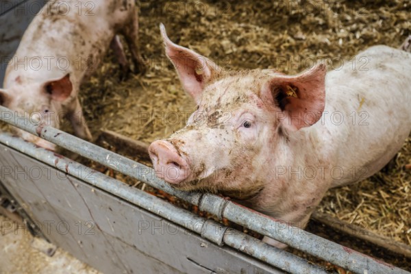 Oberlausitz, Saxony, Germany - Organic pigs in the barn, the animals on this farm are kept in a species-appropriate manner on straw, with generous space above organic standards and fed with the farm's own feed, after eating the pigs are also allowed to return to the outside areas