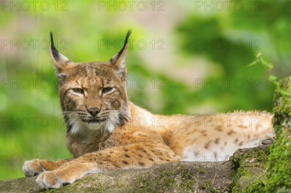 Eurasian lynx (Lynx lynx) lying in a forest, Bavaria, Germany, Europe