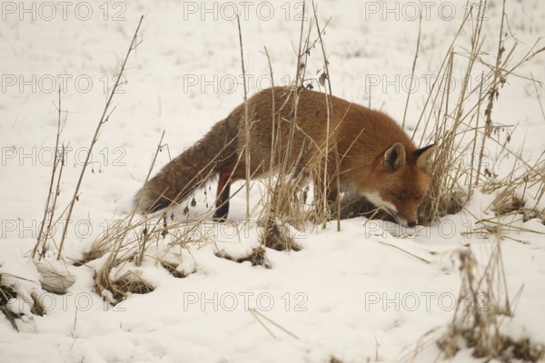 Fox (Vulpes vulpes) foraging in the snow, Allgäu, Bavaria, Germany, Allgäu, Bavaria, Germany, Europe