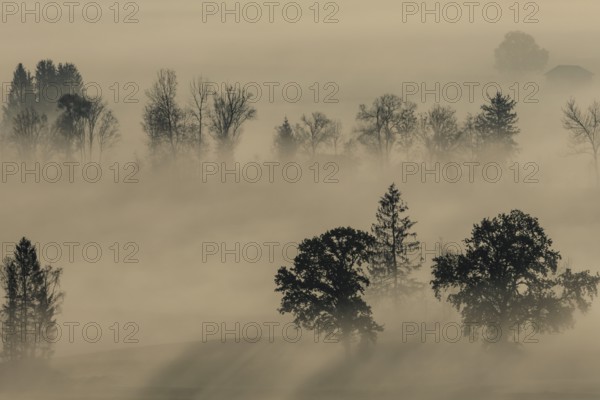 Foggy mood, fog, morning light, backlight, autumn, Loisach-Lake Kochel-Moor, foothills of the Alps, Bavaria, Germany, Europe