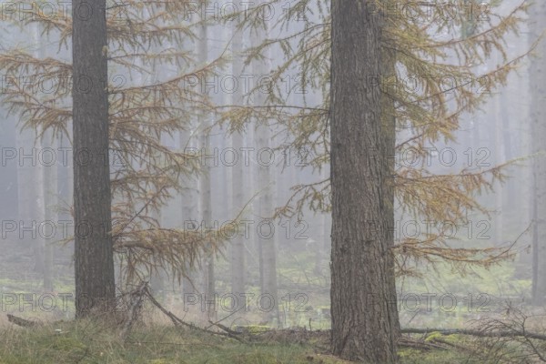 Fog in the larch forest (Larix decidua), Emsland, Lower Saxony, Germany, Europe
