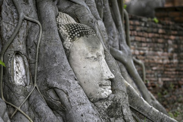 Sandstone Buddha head at the foot of a Bodhi tree in Wat Mahathat, Temple of the Great and Holy Relic, Ayutthaya, Ayutthaya Province, Thailand, Asia