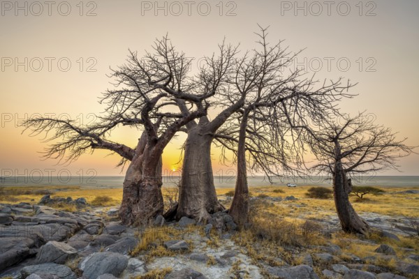 African baobab or baobab tree (Adansonia digitata), several trees at sunrise, Kubu Island (Lekubu), Sowa Pan, Makgadikgadi salt pans, Botswana, Africa
