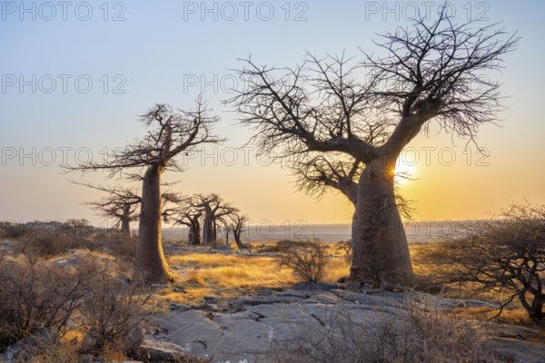 African baobab or baobab tree (Adansonia digitata), several trees at sunrise, Kubu Island (Lekubu), Sowa Pan, Makgadikgadi salt pans, Botswana, Africa