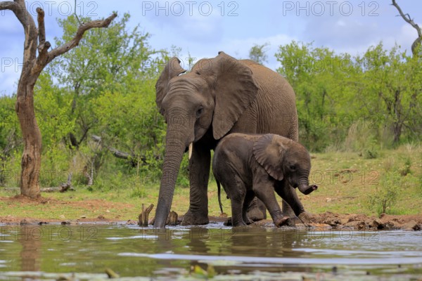 African elephant (Loxodonta africana), adult, male, bull, young animal, young bull with young animal, at the water, drinking, Kruger National Park, Kruger National Park, South Africa, Africa
