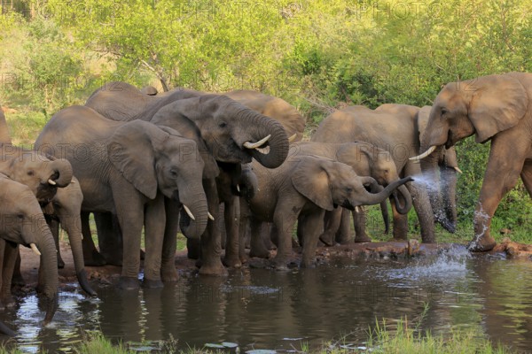 African elephant (Loxodonta africana), adult, juvenile, group, herd, at the water, drinking, Kruger National Park, Kruger National Park, South Africa, Africa