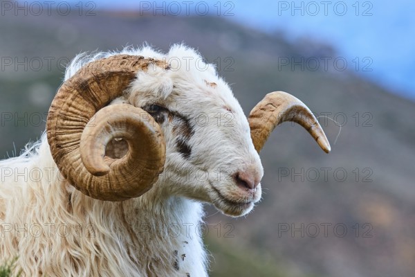 Close-up of a ram with prominent horns, sheep (e) or goat (n), ovis, caprae, Crete, Greek Islands, Greece, Europe
