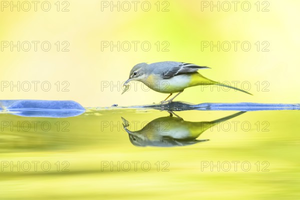 Grey wagtail (Motacilla cinerea) at the shore of a lake with autumncolours, wildife, Catalonia, Spain, Europe