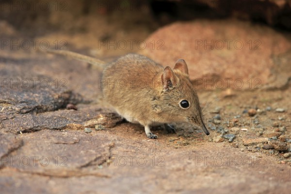 Short-eared elephant shrew, (Macroscelides probosideus), adult, foraging, Mountain Zebra National Park, Eastern Cape, South Africa, Africa