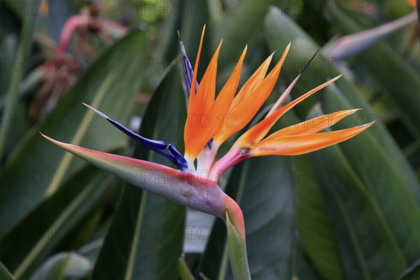 Bird of paradise flower (Strelitzia reginae), flower, in bloom, Kirstenbosch Botanical Gardens, Cape Town, South Africa, Africa