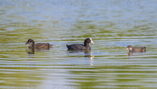 Eurasian Coot (Fulica atra), adult bird and two young birds swimming on a pond, Thuringia, Germany, Europe