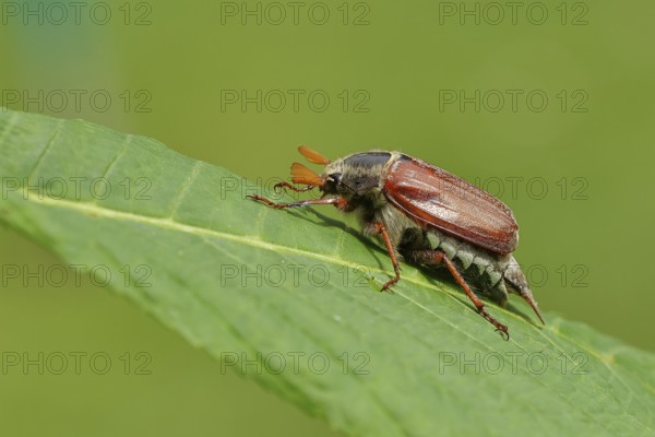 May beetle, wood cockchafer (Melolontha hippocastani), male, on leaf of a horse chestnut (Aesculus hippocastanum), close-up, Wilnsdorf, North Rhine-Westphalia, Germany, Europe