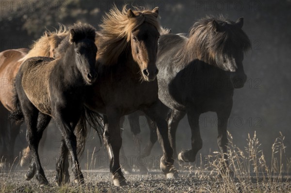 Three Icelandic horses (Equus islandicus), herd being driven from the highlands into the valley, horse round-up or réttir, near Laugarbakki, North Iceland, Iceland, Europe