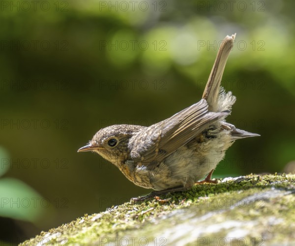 European robin (Erithacus rubecula), young bird standing on a mossy stone, Germany, Europe