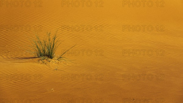 Wind-sculpted sand structure with green vegetation, in the Rub al Khali desert, Dhofar province, Arabian Peninsula, Sultanate of Oman